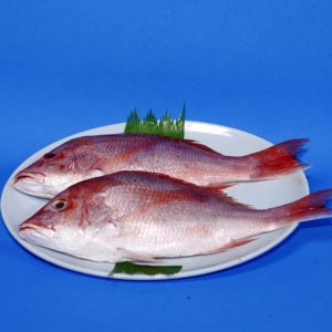 FRESH RED SNAPPER