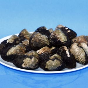 LIVE BLOOD CLAMS
