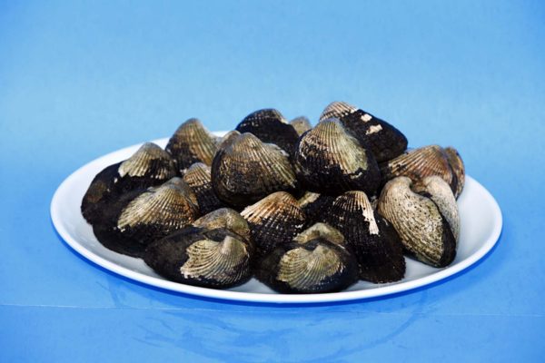 LIVE BLOOD CLAMS