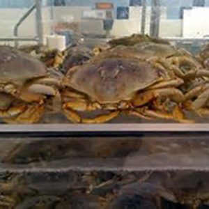 LIVE CRAB DUNGENESS