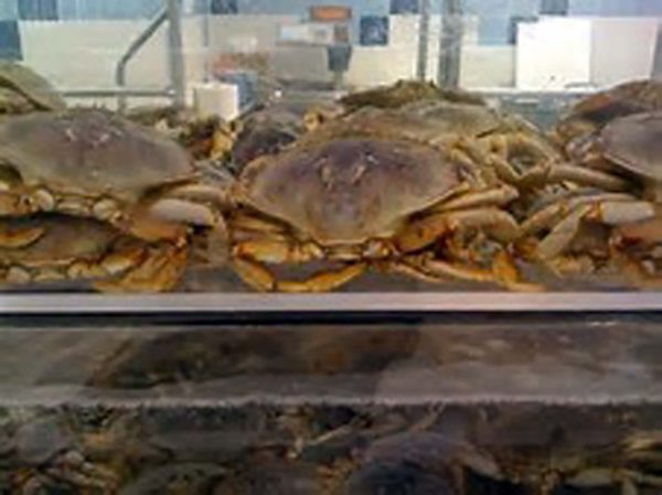 LIVE CRAB DUNGENESS
